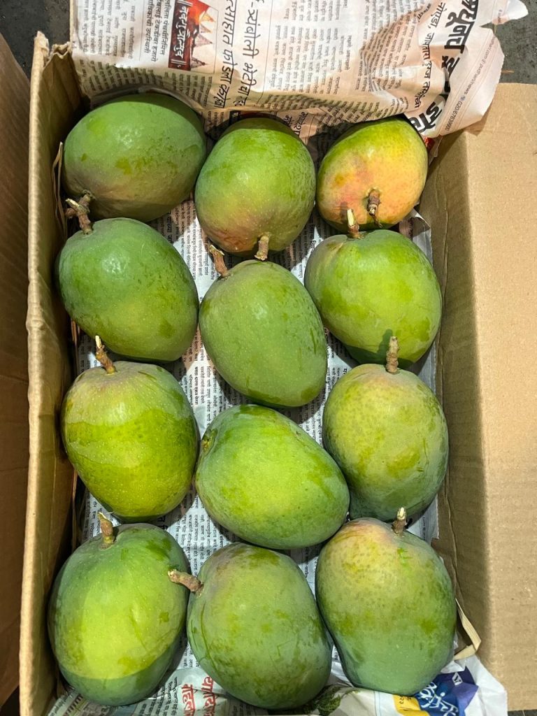 01_mango_by_agriport.jpg